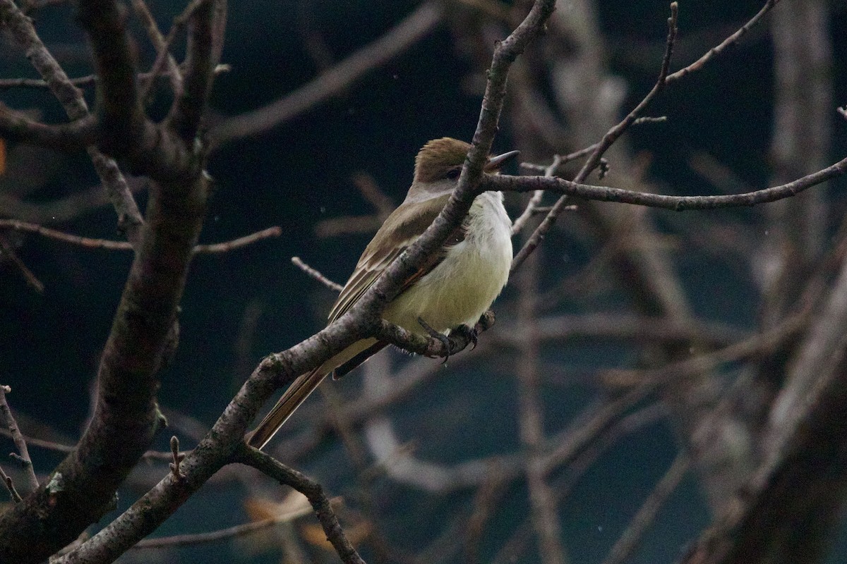 Ash-throated Flycatcher - ML612355314