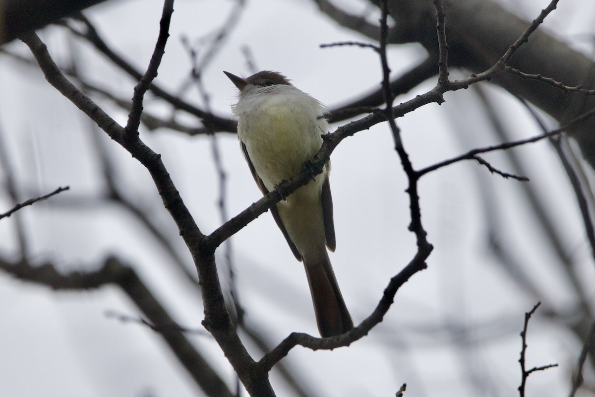 Ash-throated Flycatcher - ML612355315