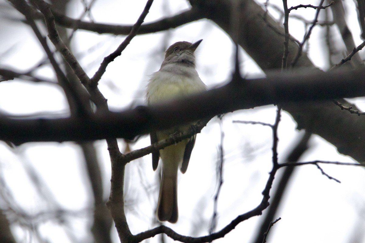 Ash-throated Flycatcher - ML612355316