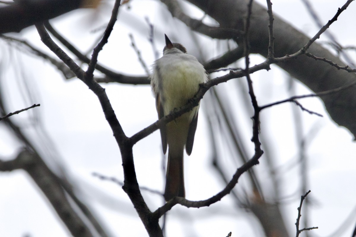 Ash-throated Flycatcher - ML612355317