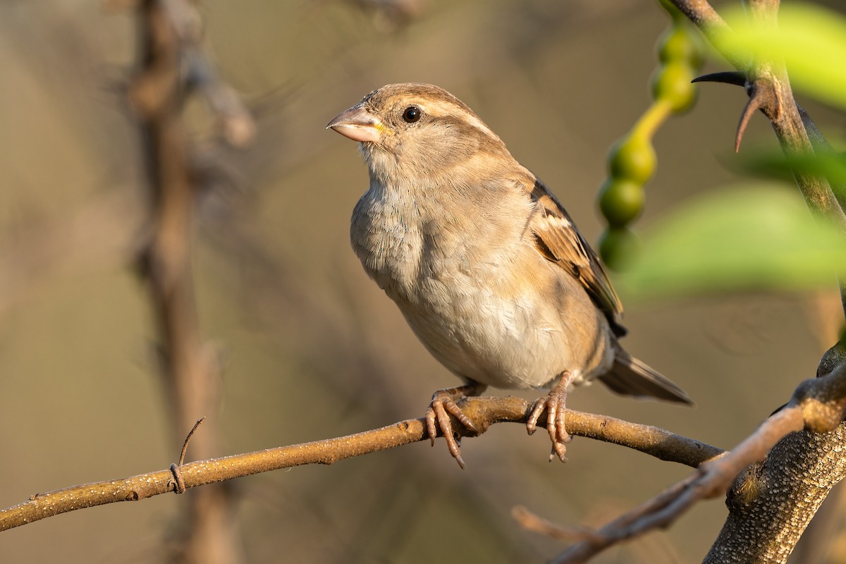 House Sparrow - ML612355328