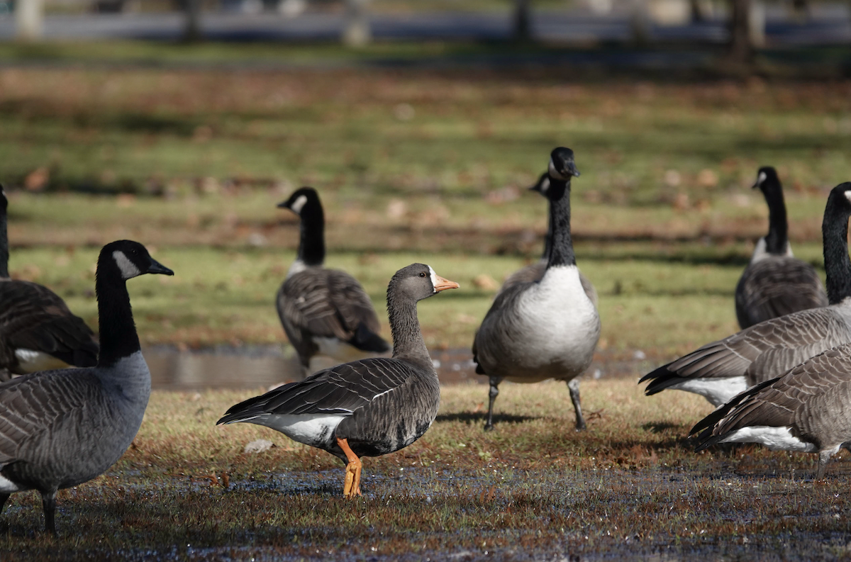 Greater White-fronted Goose - Jarrett Lewis