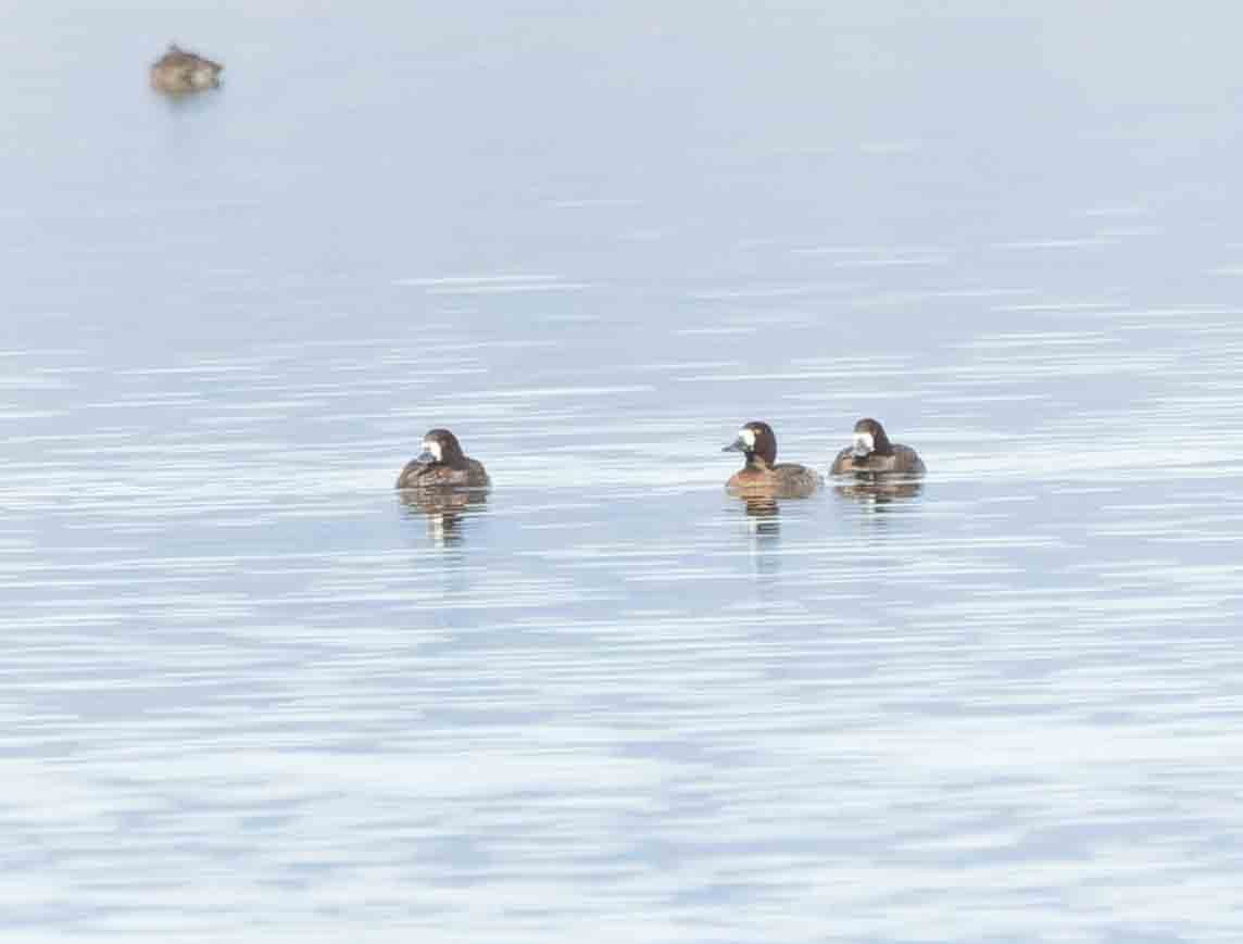 Greater Scaup - ML612355408