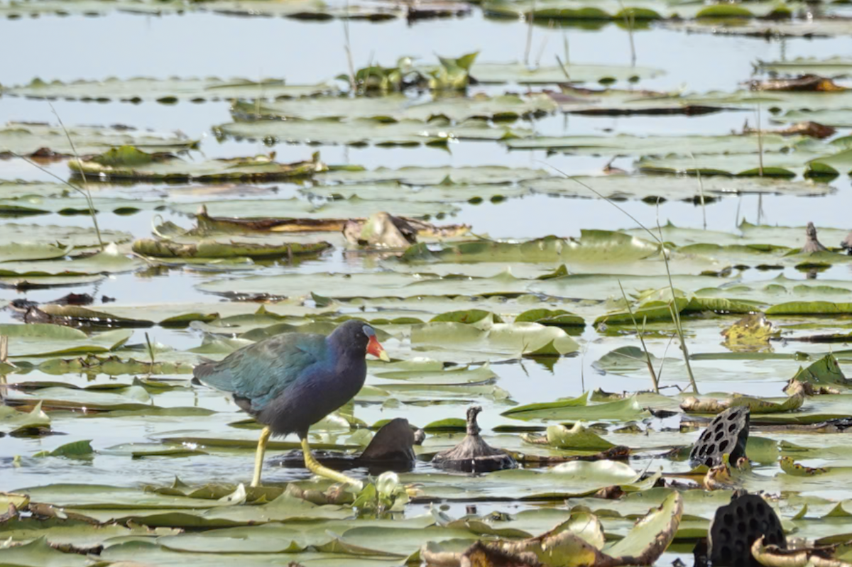 Purple Gallinule - Jarrett Lewis