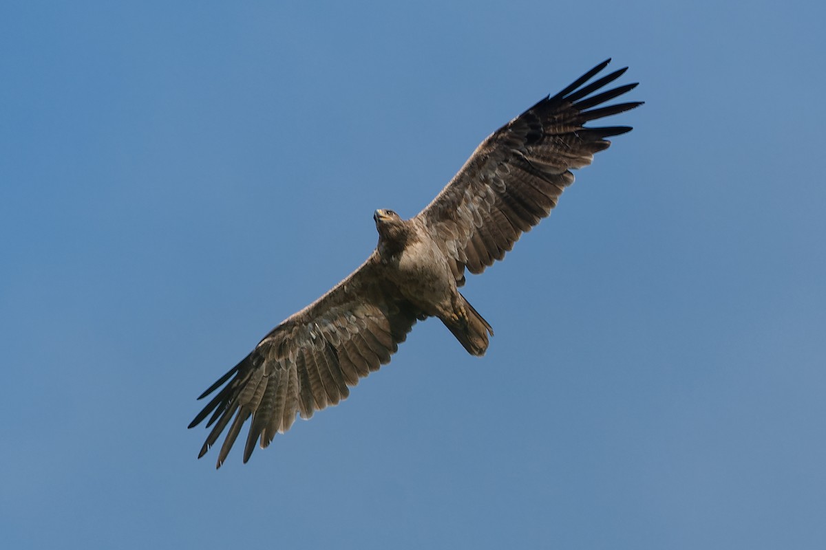 Tawny Eagle - ML612355464