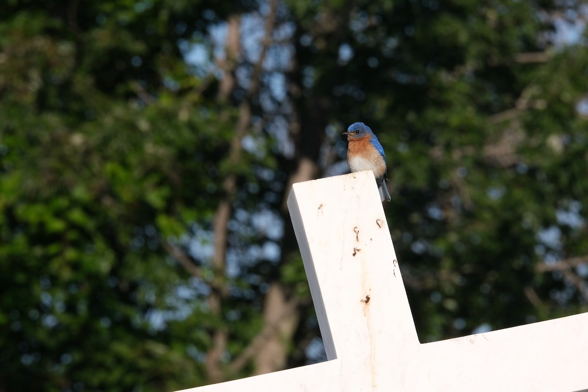 Eastern Bluebird - ML612355474