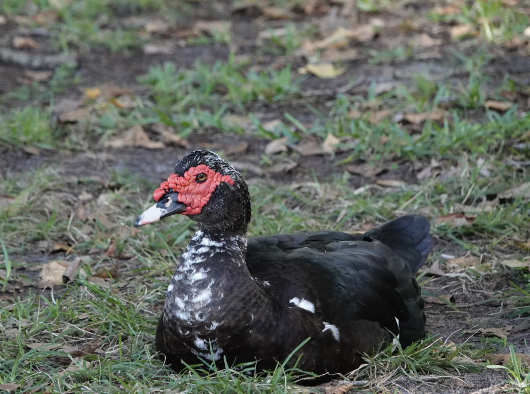 Muscovy Duck (Domestic type) - Jarrett Lewis