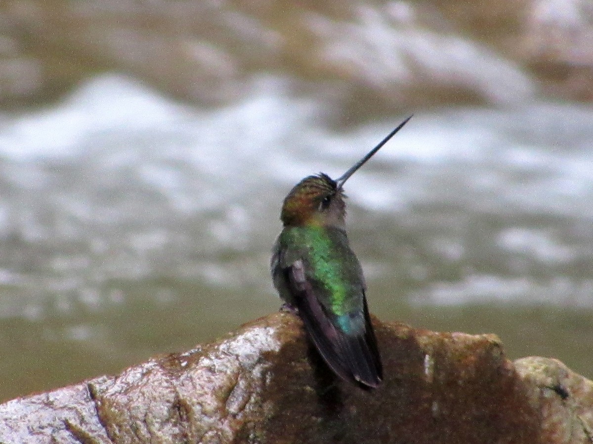 Green-fronted Lancebill - ML612355530