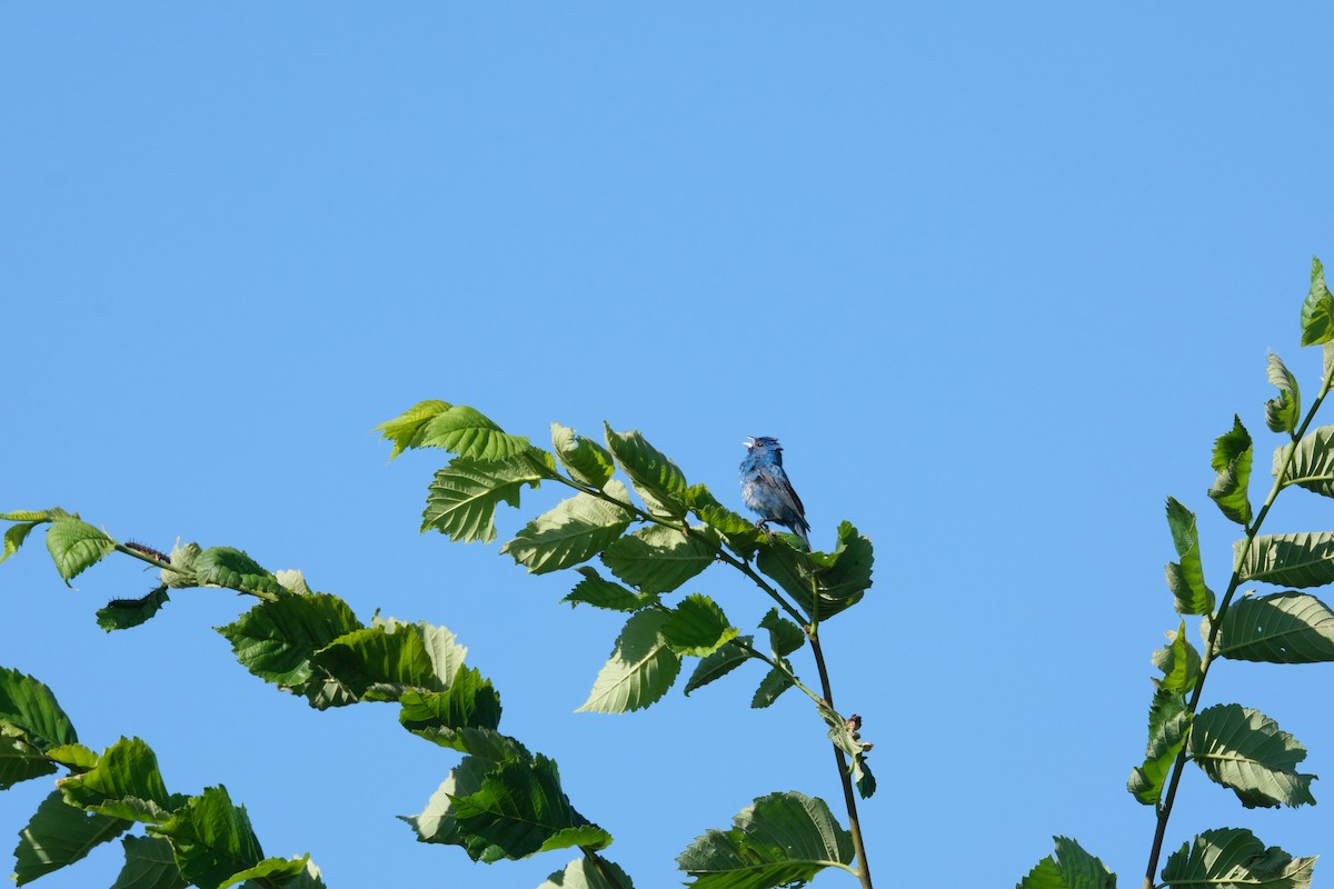 Indigo Bunting - ML612355565