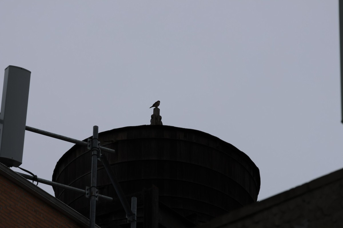 American Kestrel - ML612355579