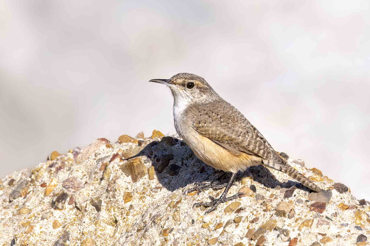 Rock Wren - ML612355586