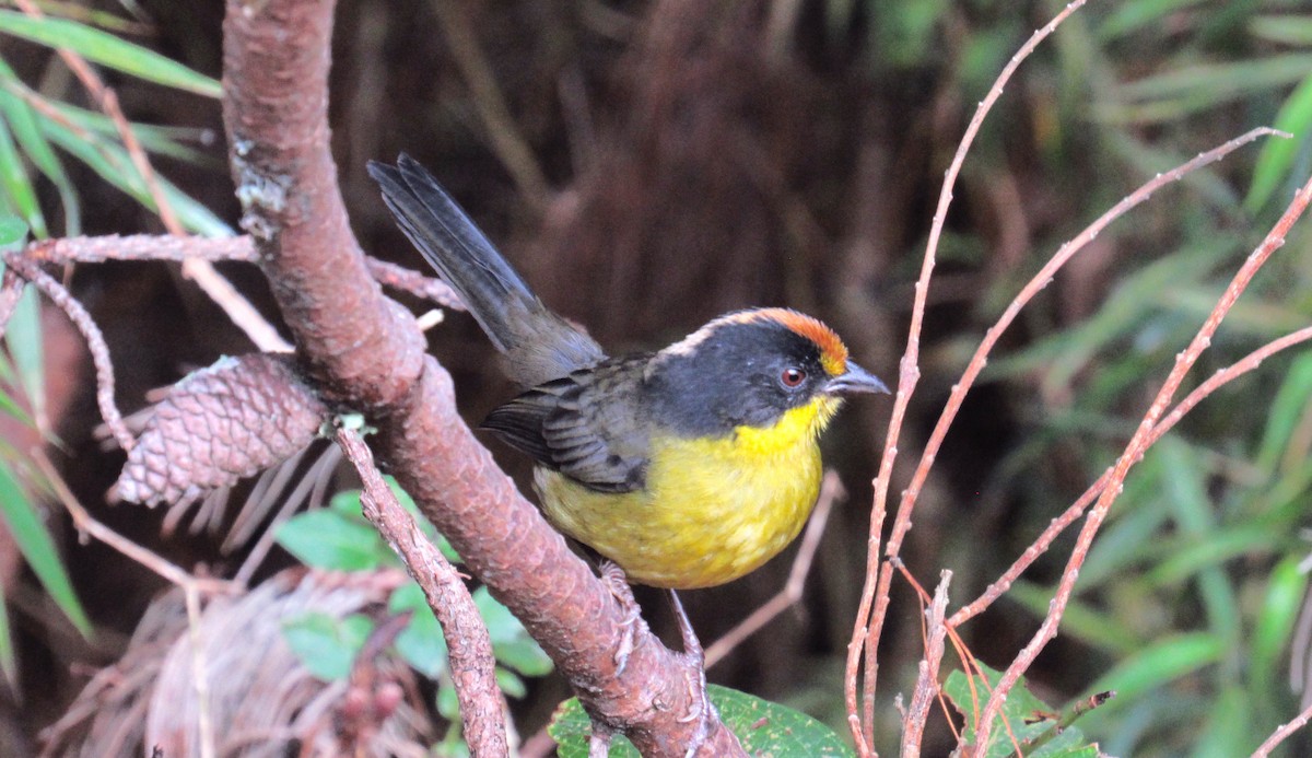 Pale-naped Brushfinch - ML612355589