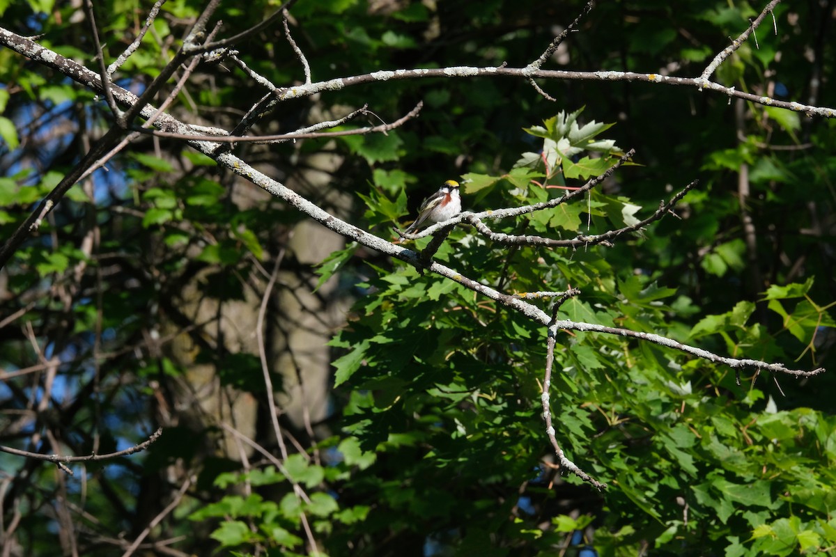 Gelbscheitel-Waldsänger - ML612355597