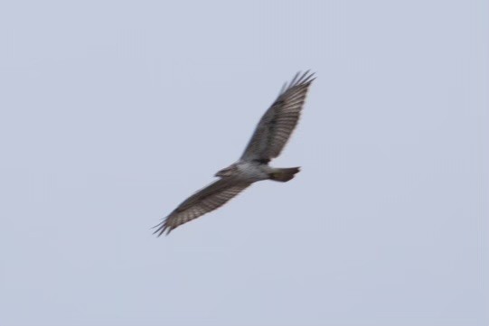 Ferruginous Hawk - ML612355607