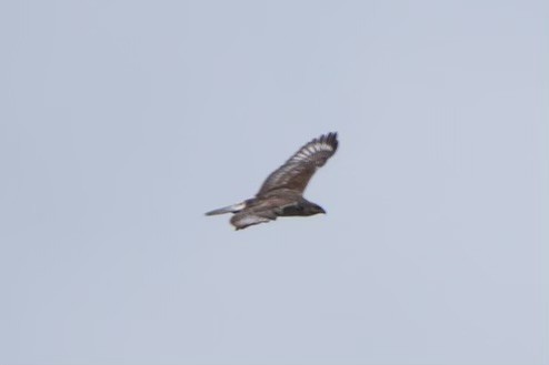 Ferruginous Hawk - ML612355608