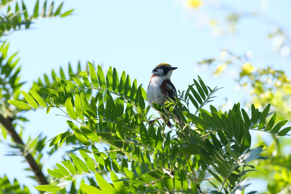 Chestnut-sided Warbler - ML612355614