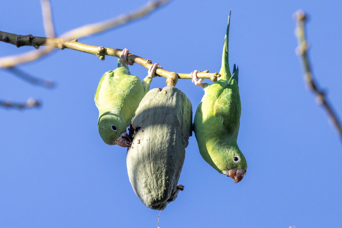 Yellow-chevroned Parakeet - ML612355622