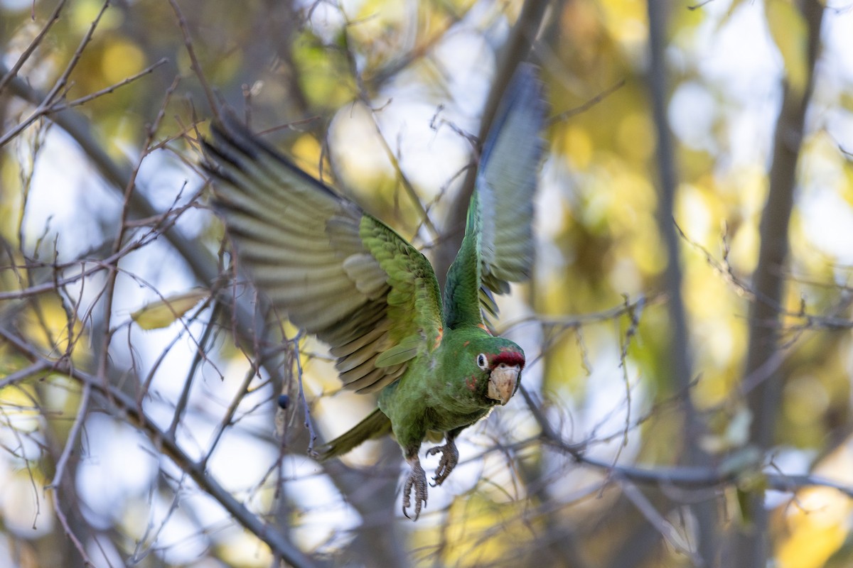 Mitred Parakeet - ML612355629