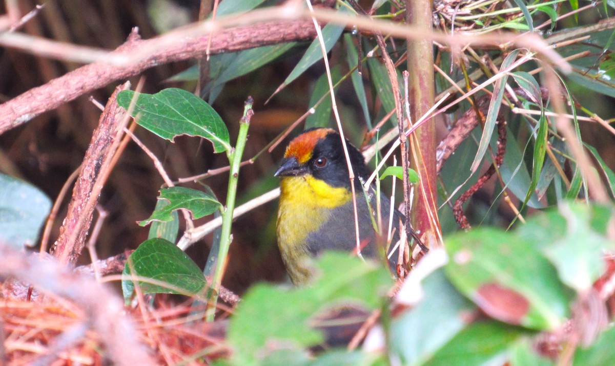 Pale-naped Brushfinch - ML612355632