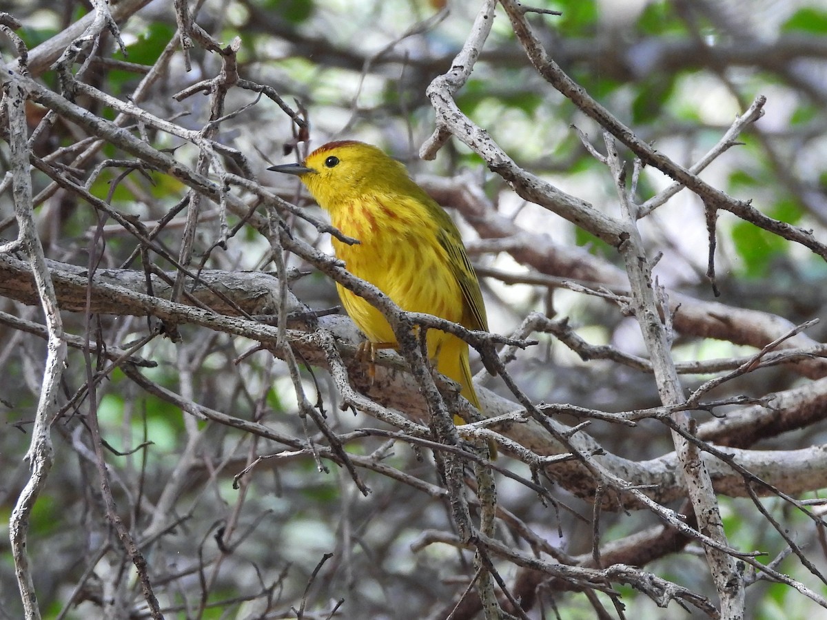 gulparula (petechia gr.) - ML612355677