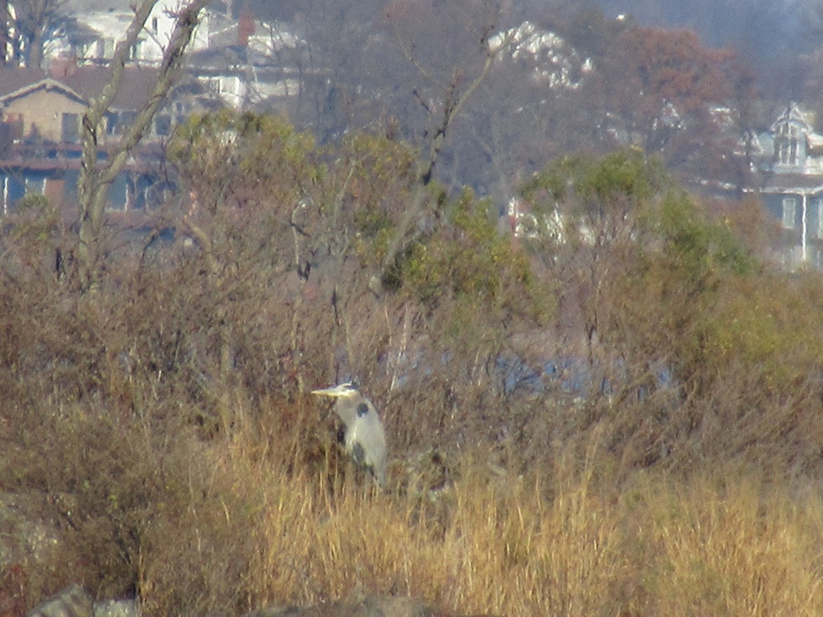 Great Blue Heron - ML612355687