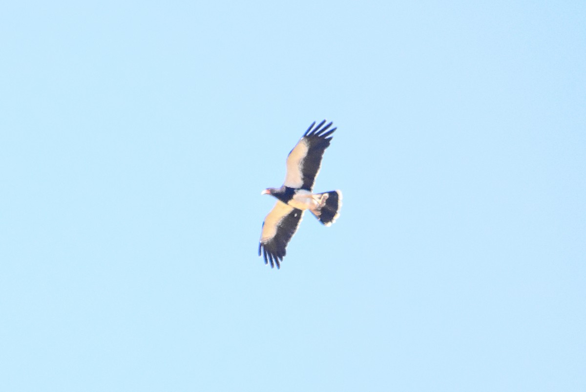 Mountain Caracara - ML612355688