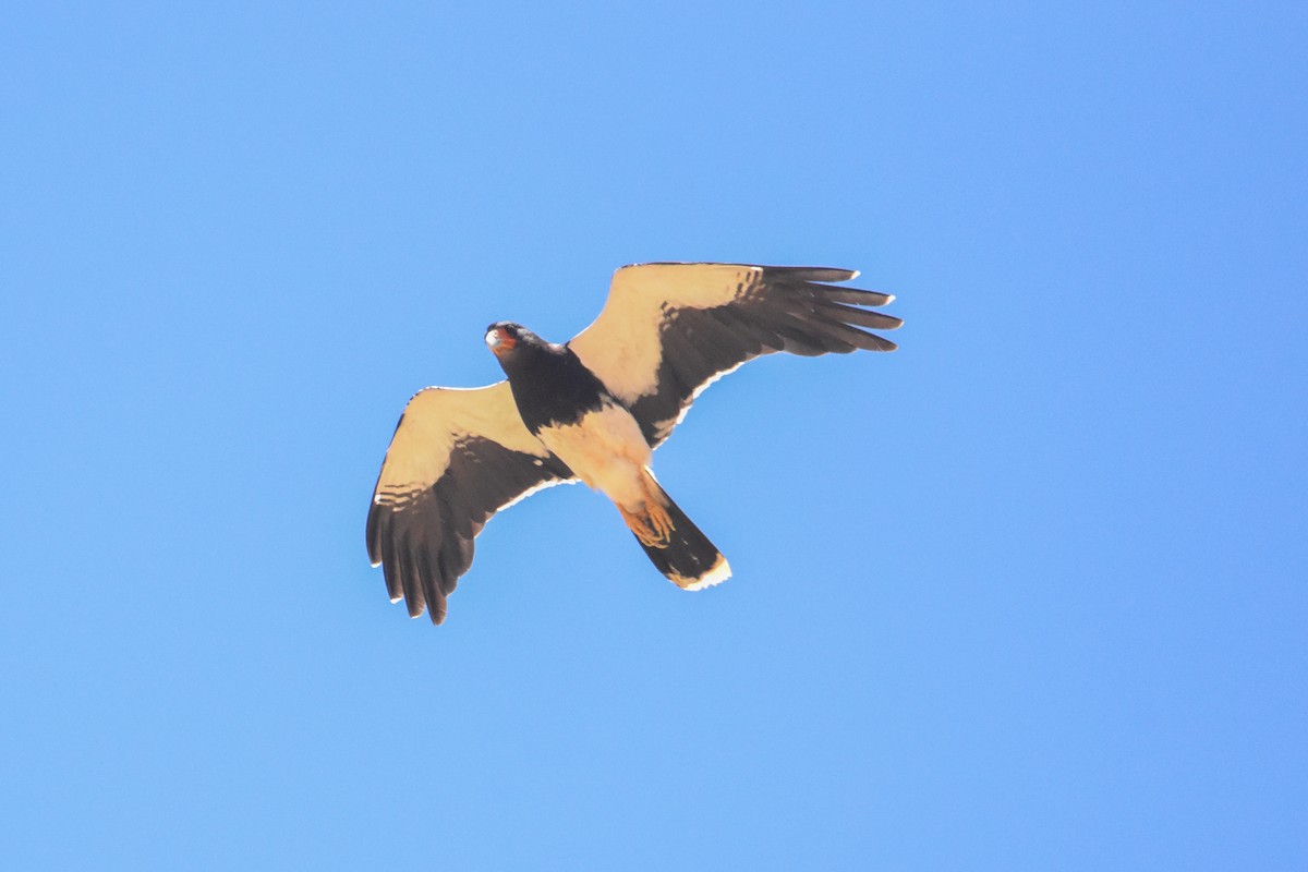 Mountain Caracara - ML612355691