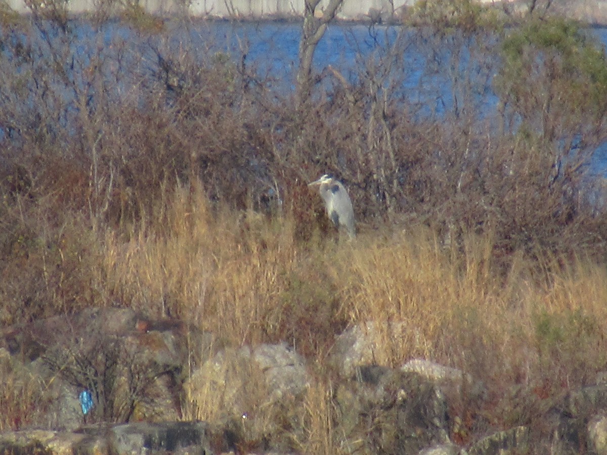 Great Blue Heron - ML612355701