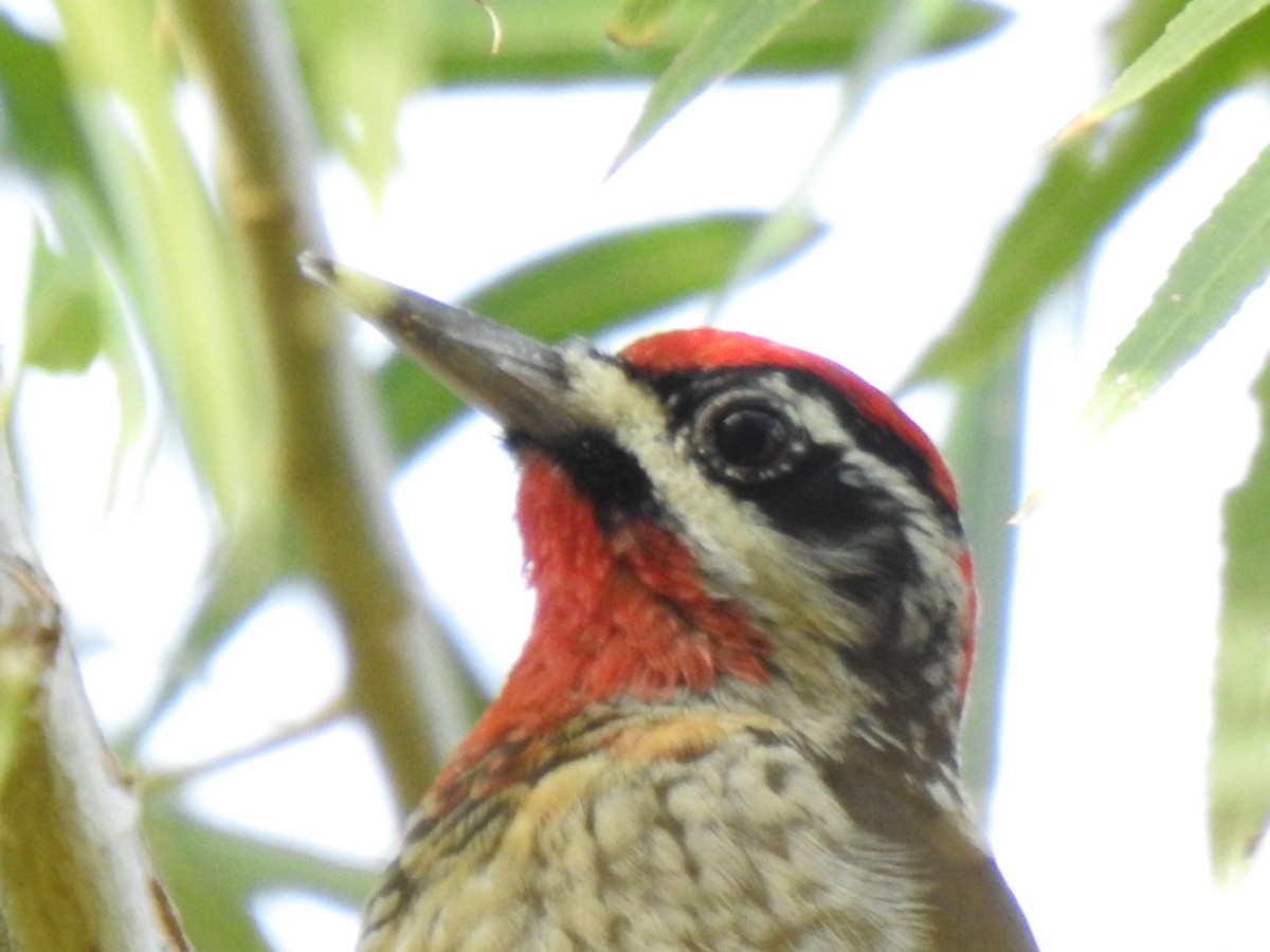 Red-naped/Red-breasted Sapsucker - ML612355713