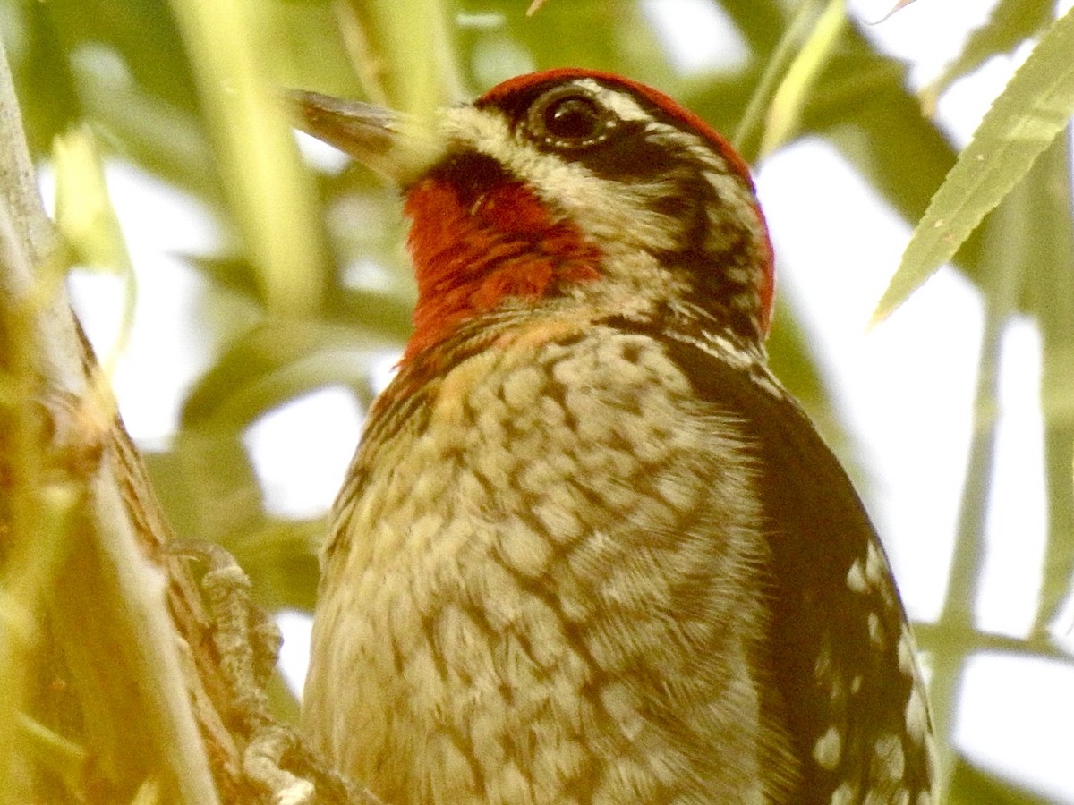 Red-naped/Red-breasted Sapsucker - ML612355715