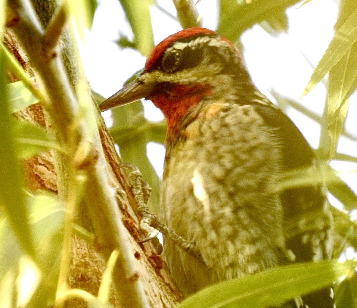 Red-naped/Red-breasted Sapsucker - ML612355716