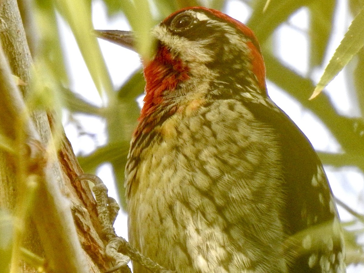 Red-naped/Red-breasted Sapsucker - ML612355719