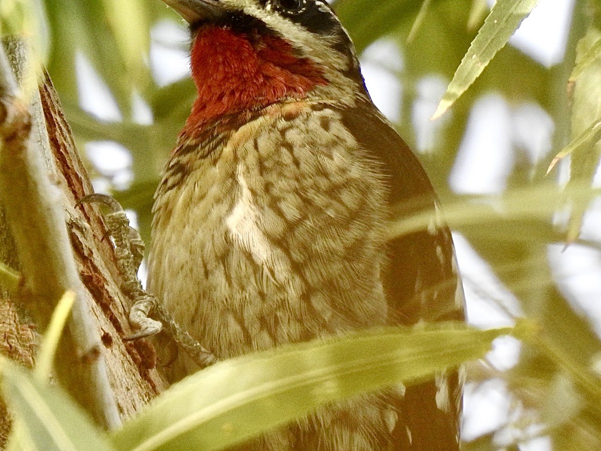 Red-naped/Red-breasted Sapsucker - ML612355720