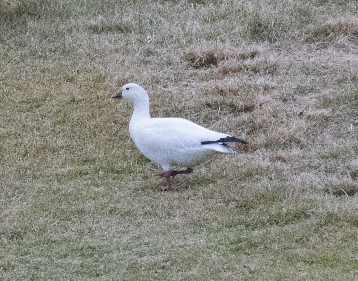 Ross's Goose - ML612355767