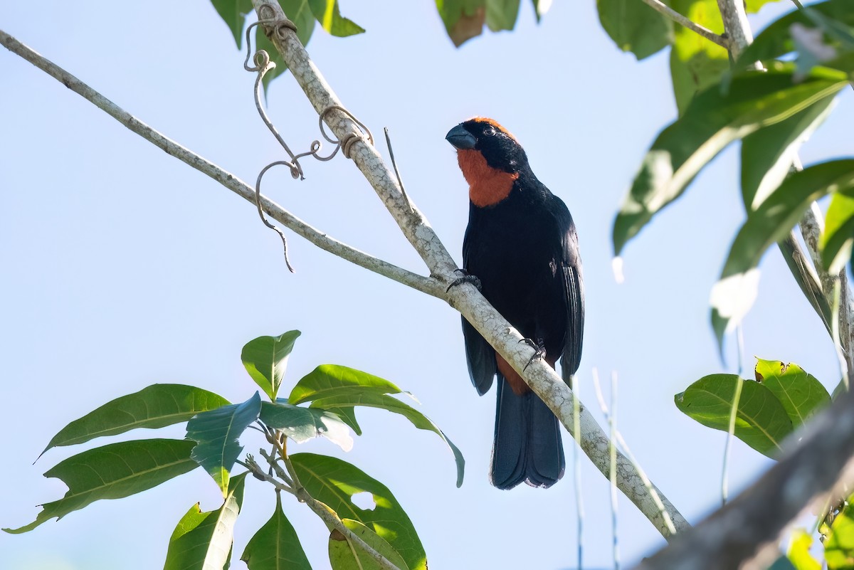 Puerto Rican Bullfinch - ML612355783