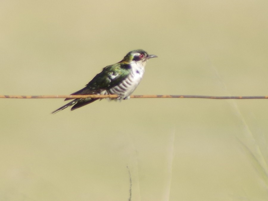 Dideric Cuckoo - Volkov Sergey