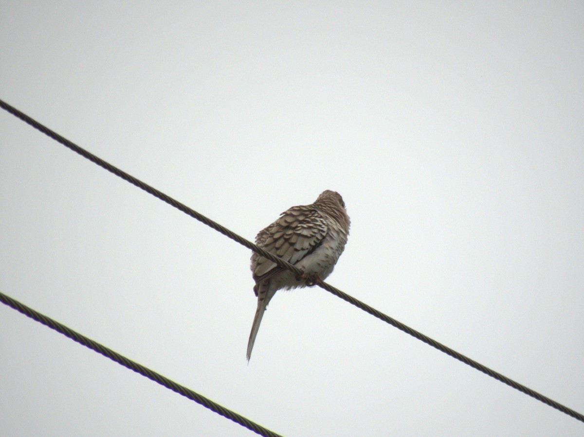 Scaled Dove - ML612355845