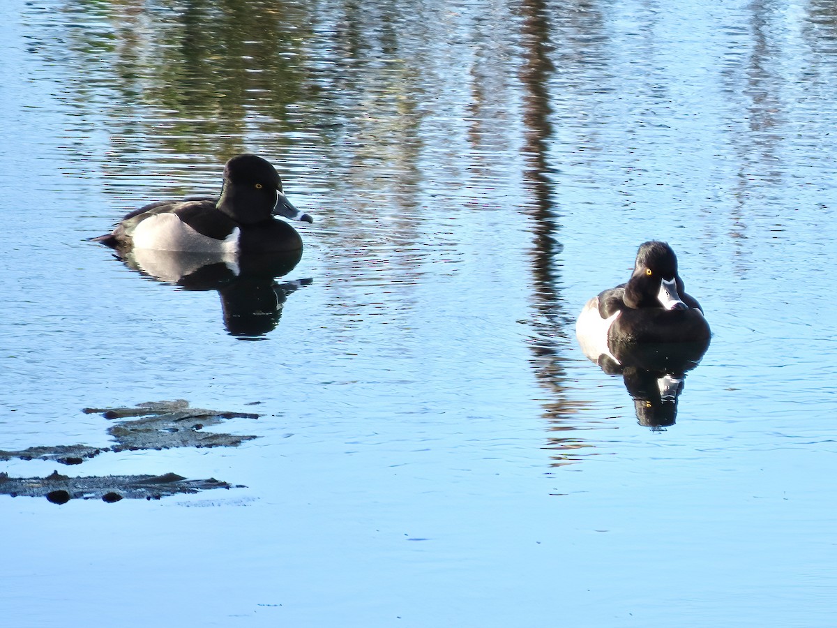 Ring-necked Duck - ML612355866