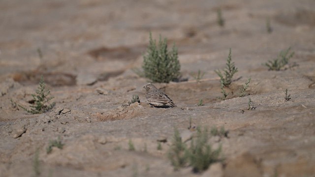 Sand Lark - ML612355872