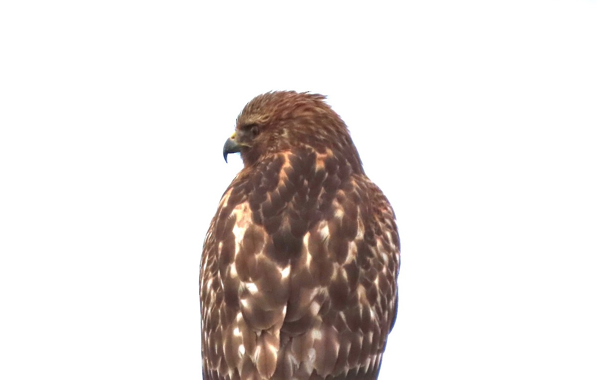 Red-shouldered Hawk - ML612355948