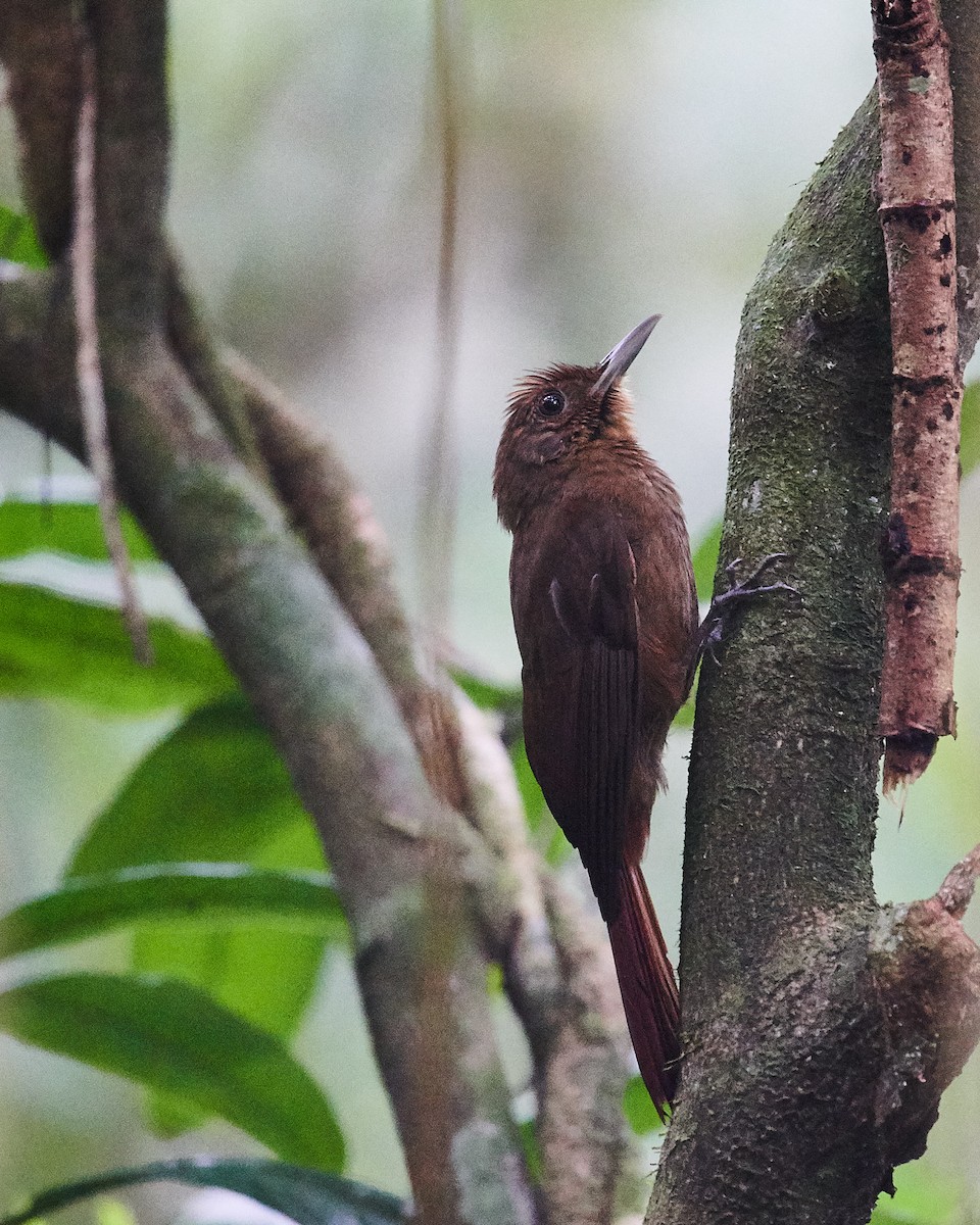 Plain-winged Woodcreeper - ML612356028