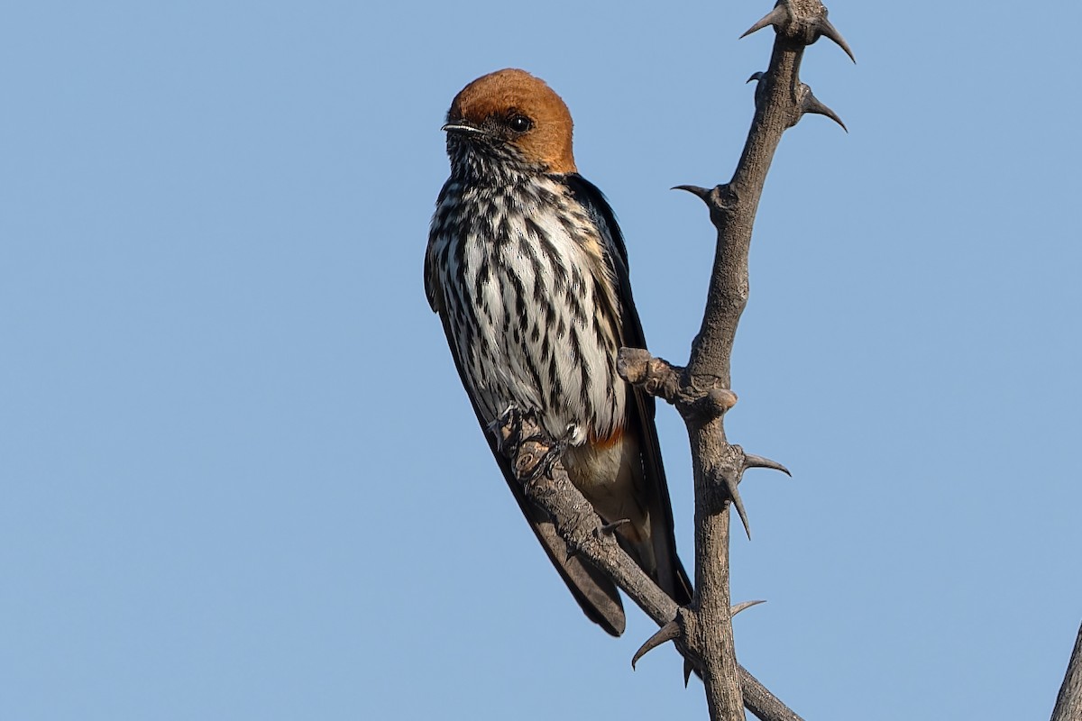 Lesser Striped Swallow - ML612356045