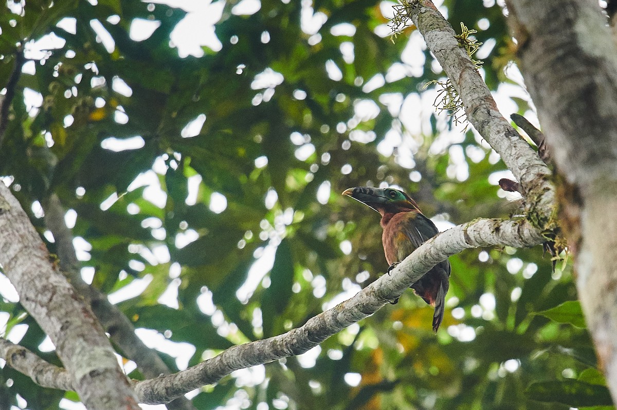 Spot-billed Toucanet - ML612356077