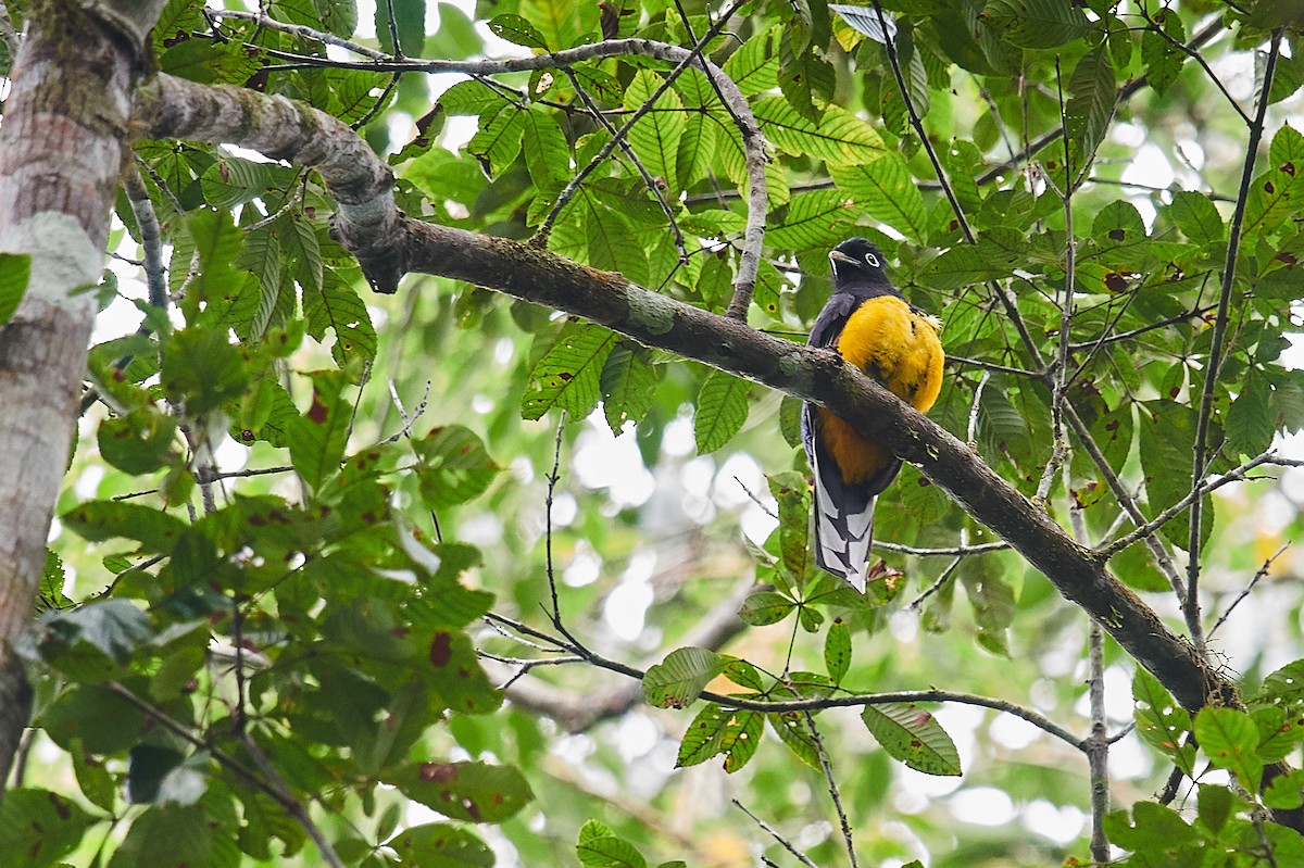 Green-backed Trogon - Nick Hamatake