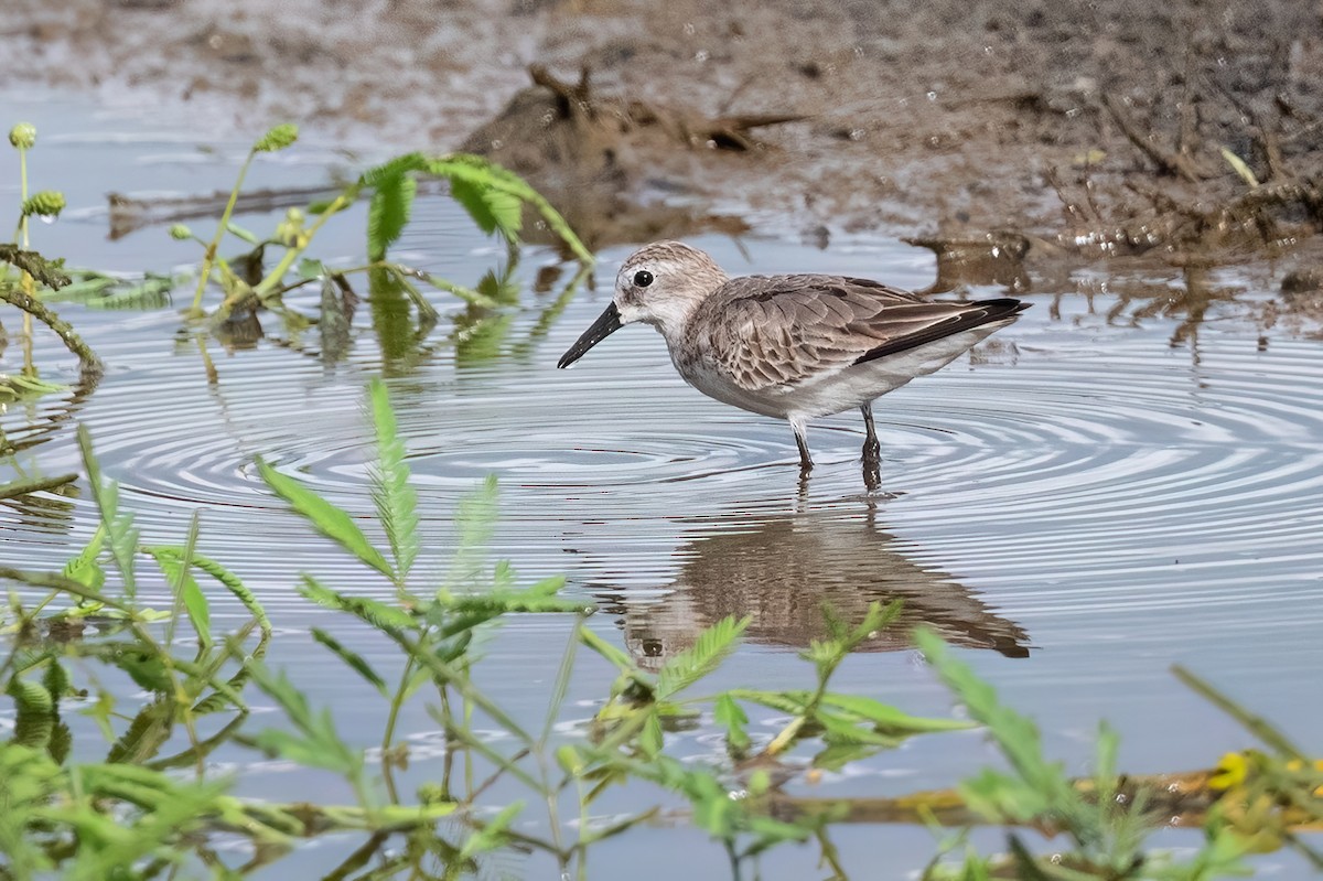 Western Sandpiper - Adam Jackson