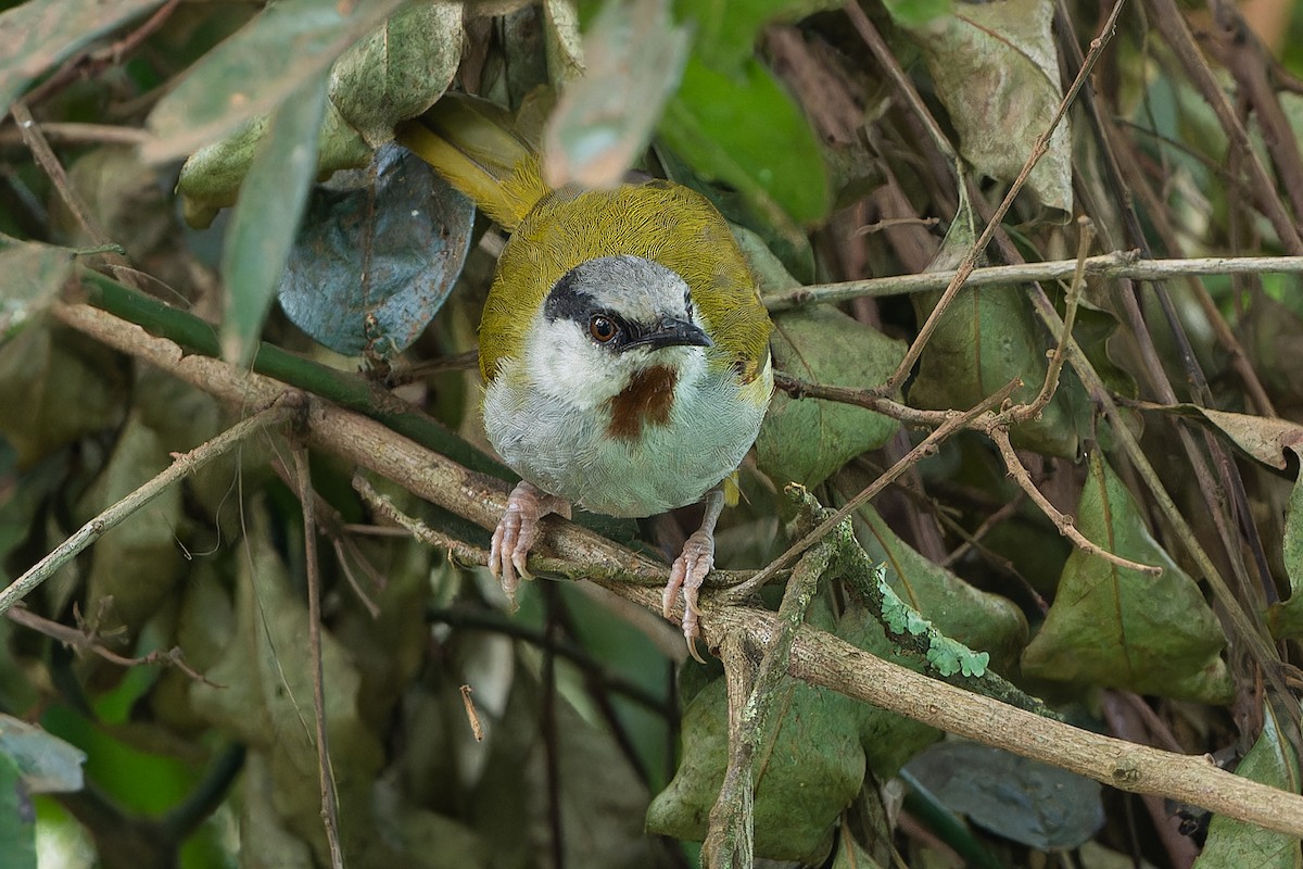 Gray-capped Warbler - Don Danko