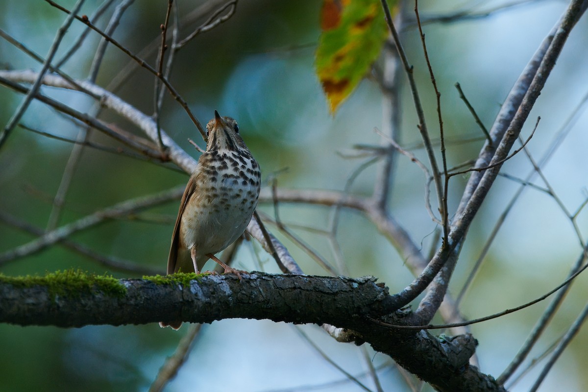 Hermit Thrush - ML612356314