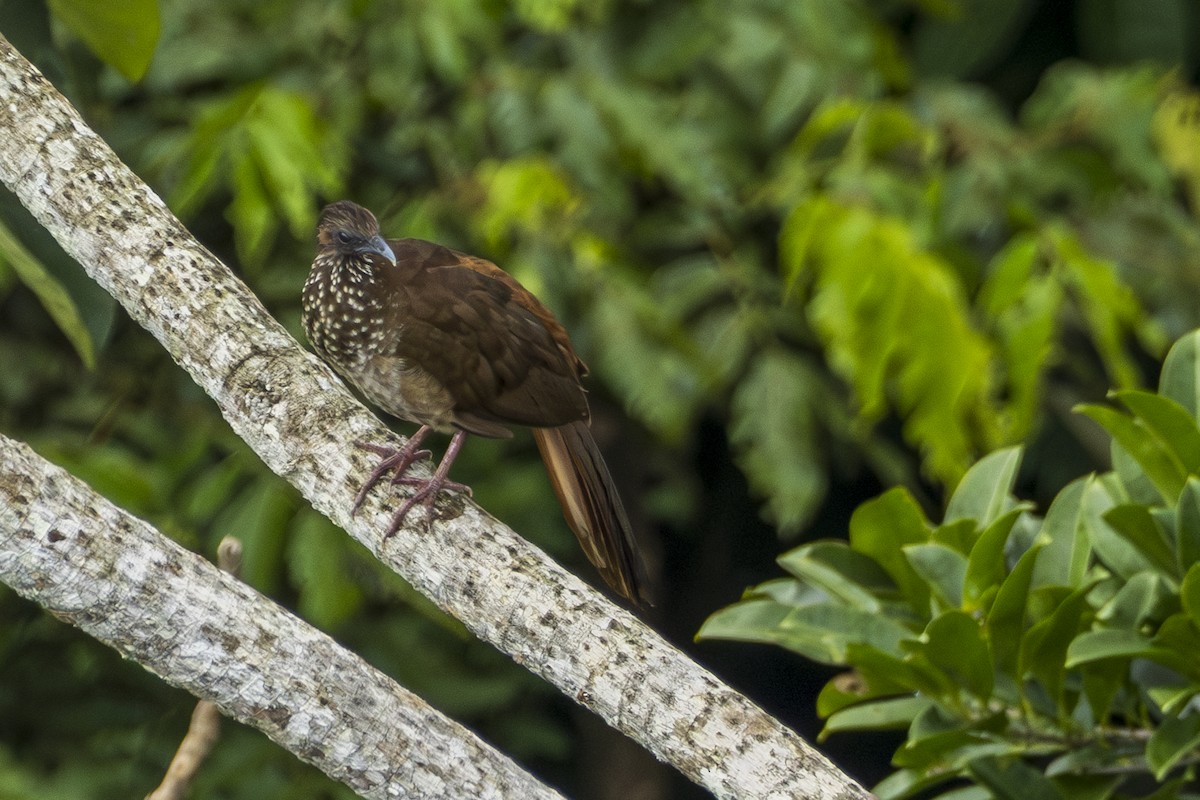 Speckled Chachalaca - ML612356324