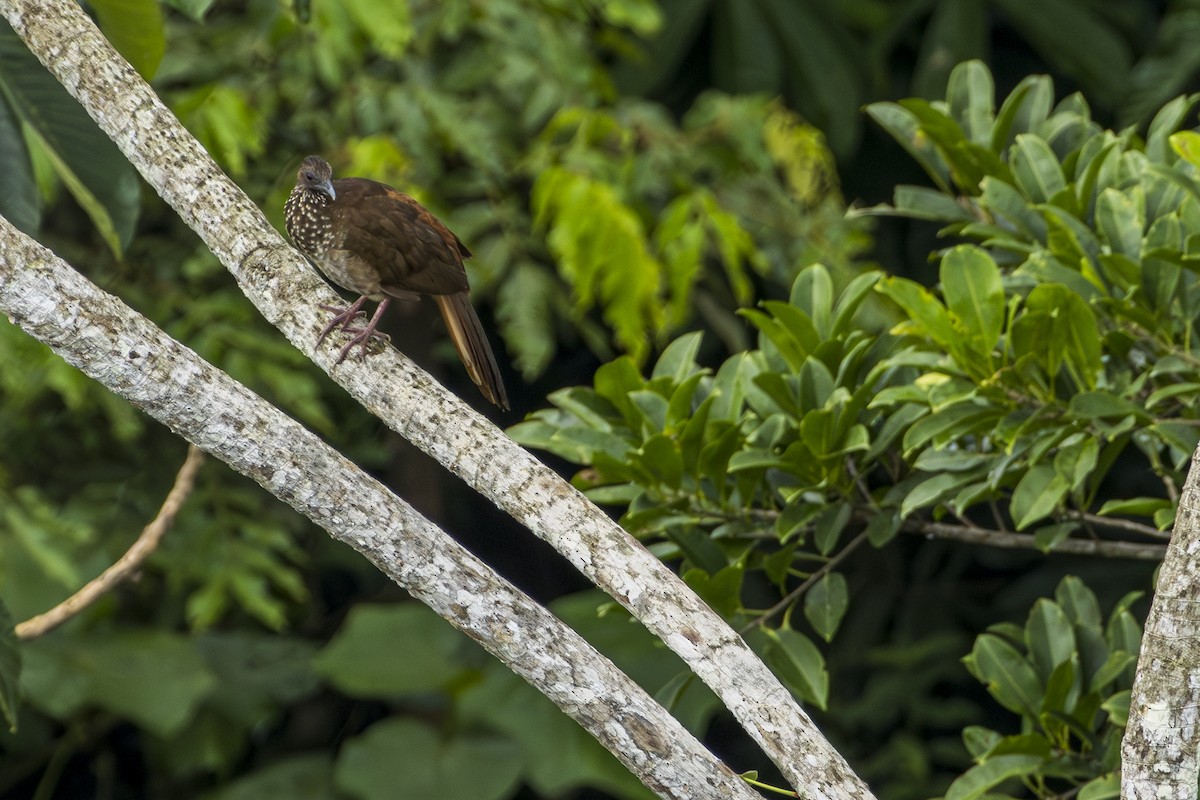 Speckled Chachalaca - ML612356326