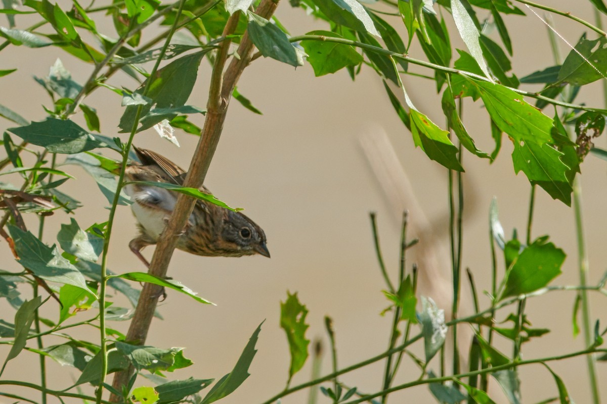 Lincoln's Sparrow - ML612356336